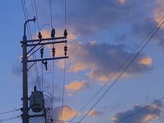 Rin Ardina Queue XX 그리핀도르