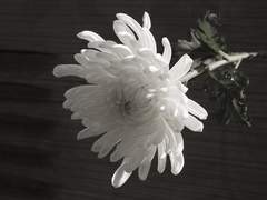 [프랑켄] 월터의 장례식