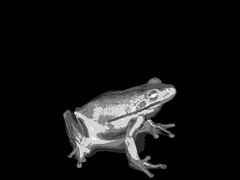 우물 안 개구리