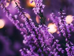 헤더 하이디/라그나로크/가이드