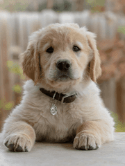 사랑은 자해다..