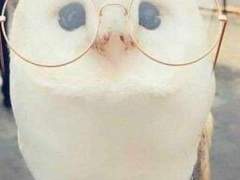 테스타 도안 공유