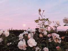 [하나노 리아이/XX]