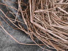 제비는 오지 않았다 (4)