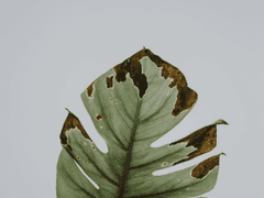 [스토니] 21세기 미아 5