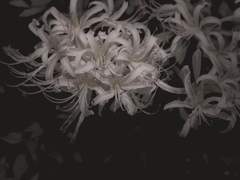 너를 위해 나도 녹슬어가고 싶다