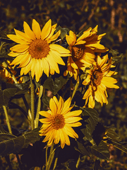 AVRIO- 헤일리 마그넷