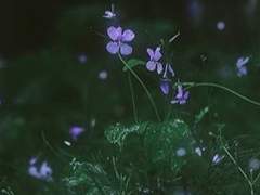 내가 본 아름다운 것은