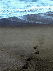 뭍으로 나온 시