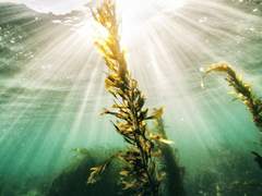 아가미는 물 밖에서도 숨을 쉰다