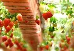 프레즈 / 요정 / 300