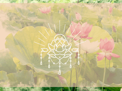 설연우(설 蓮偶)_Xy_국화