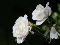 HYBRID School AU_캐프로필(2)