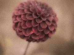 코드달리아 00-1