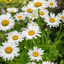 데이지