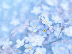 SnowEden First anniversary