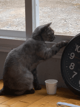 사고뭉치 김태냥의 일상일지