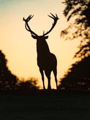 그레이 존(Gray Zone)