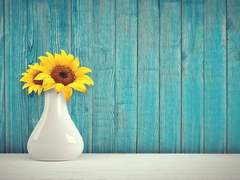 태양의 사랑을 받는 해바라기