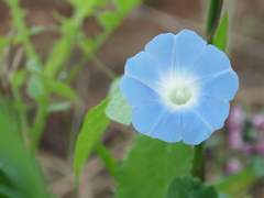 {랜덤 드림-동화}