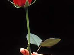 {랜덤 드림-집착}