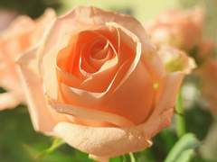 [아토노아] 겨울, 크리스마스, 그리고.