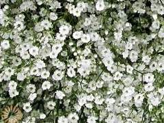 고물이 되고 싶은 __는