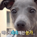 멍멍아 야옹해봐