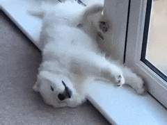 우리 애가 수인이라는데..... 3