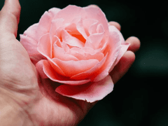 한 송이의 꽃, 한 마디의 말 45화