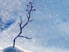 홀로 크리스마스