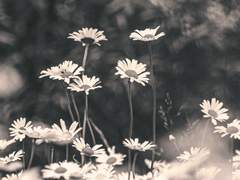 가장 아름다운 맹세를 너에게.