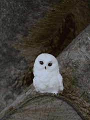 오베이미 드림소설