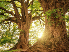 빈 | 가디언 | 0 | 비공개