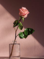 1월호: 완벽주의 포인트가드