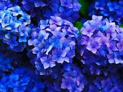 NOMA.MAGNOLIA[노마.매그놀리아]_XY_17_아미티에_66232