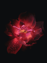 환상적(幻想賊)