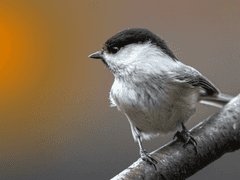 제 천재적인 두뇌에 의하면