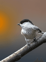 뜰팁을 위한 세계