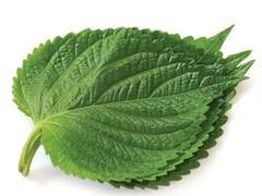 [임숨] 깻잎 논쟁