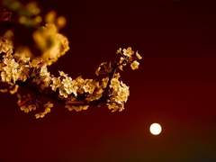 메리 크리스마스, 리리!