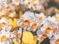 [플로미아] 꽃이 피지 않는 소년