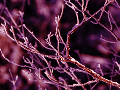 소망까지 한걸음.