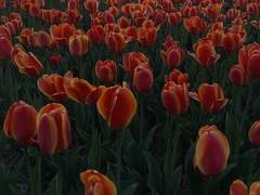 그대는 나의 약점