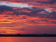 [첼시엘] Love is like the wild rose-briar,