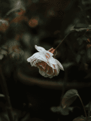 미래예견 - 어느 선지자의 이야기