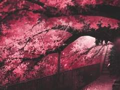 친절한 붉은 공예사