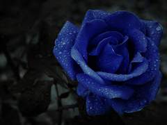 [유현유진] 푸른 가시밭 [1]