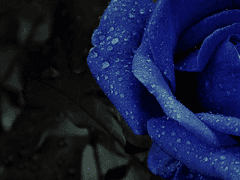 [유현유진] 푸른 가시밭 [4]