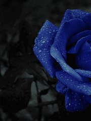 [유현유진] 푸른 가시밭